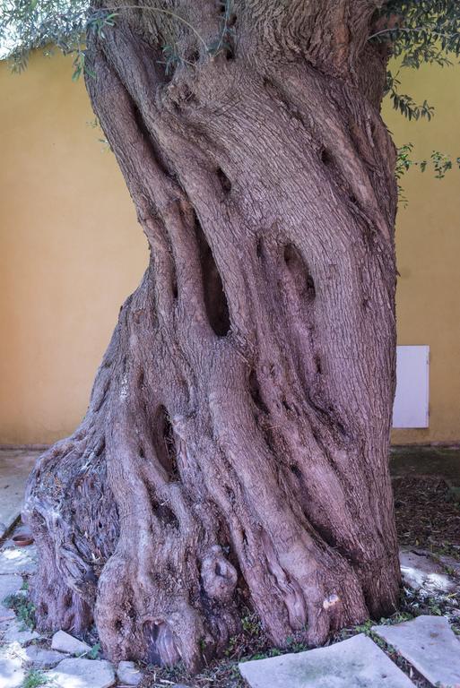 Agriturismo Borgo Degli Ulivi Canicattini Bagni Zewnętrze zdjęcie